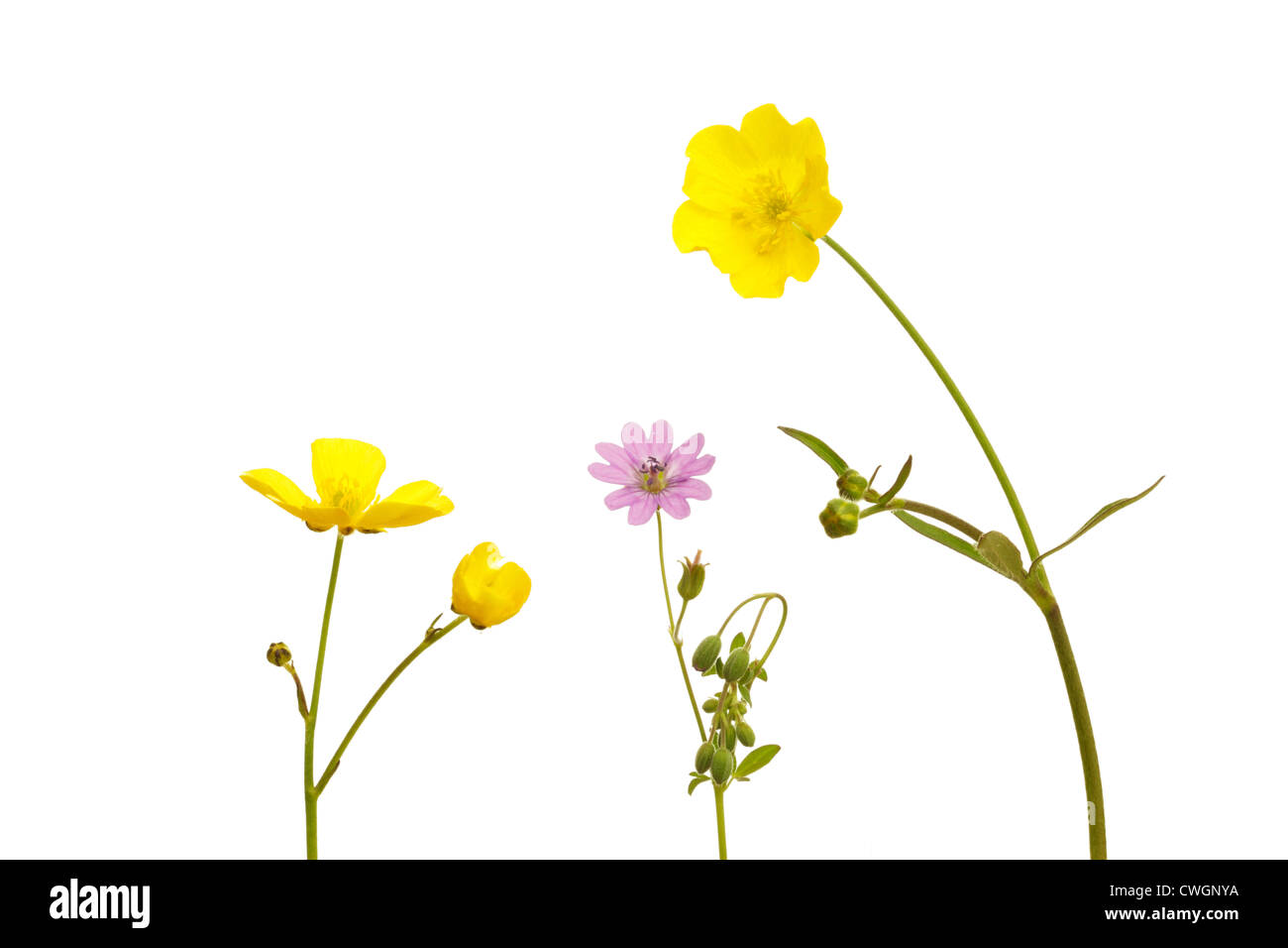Wiese-Hahnenfuß (Ranunculus Acris) und Dove-Fuß Crane Bill (Geranium Molle) im Sommer auf weißem Hintergrund Stockfoto