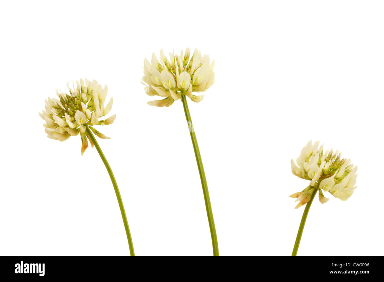 Weißklee Blumen im Sommer auf weißem Hintergrund Stockfoto