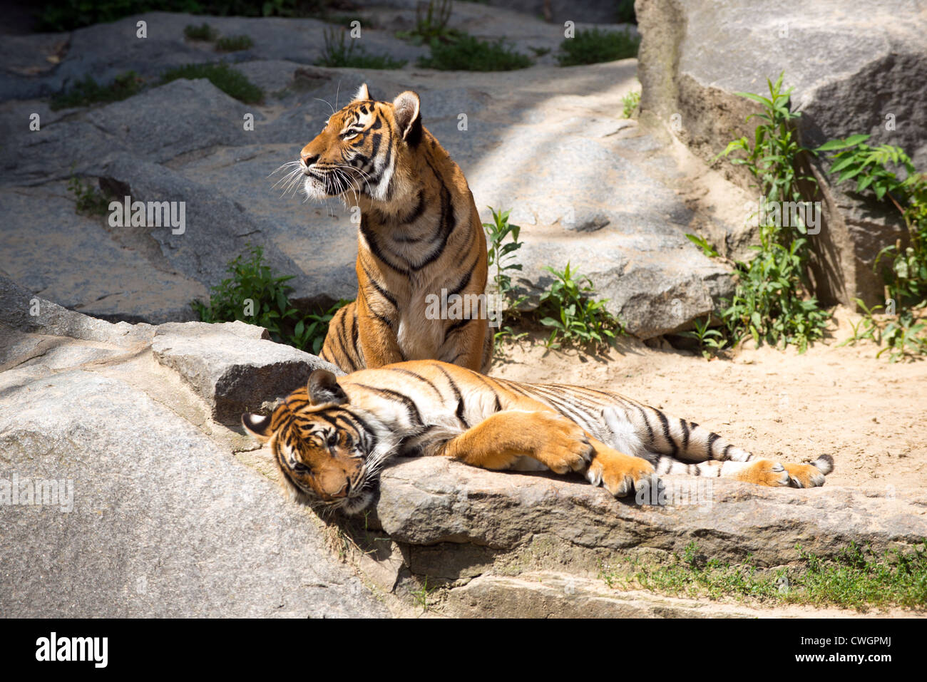 Tiger im zoo Stockfoto