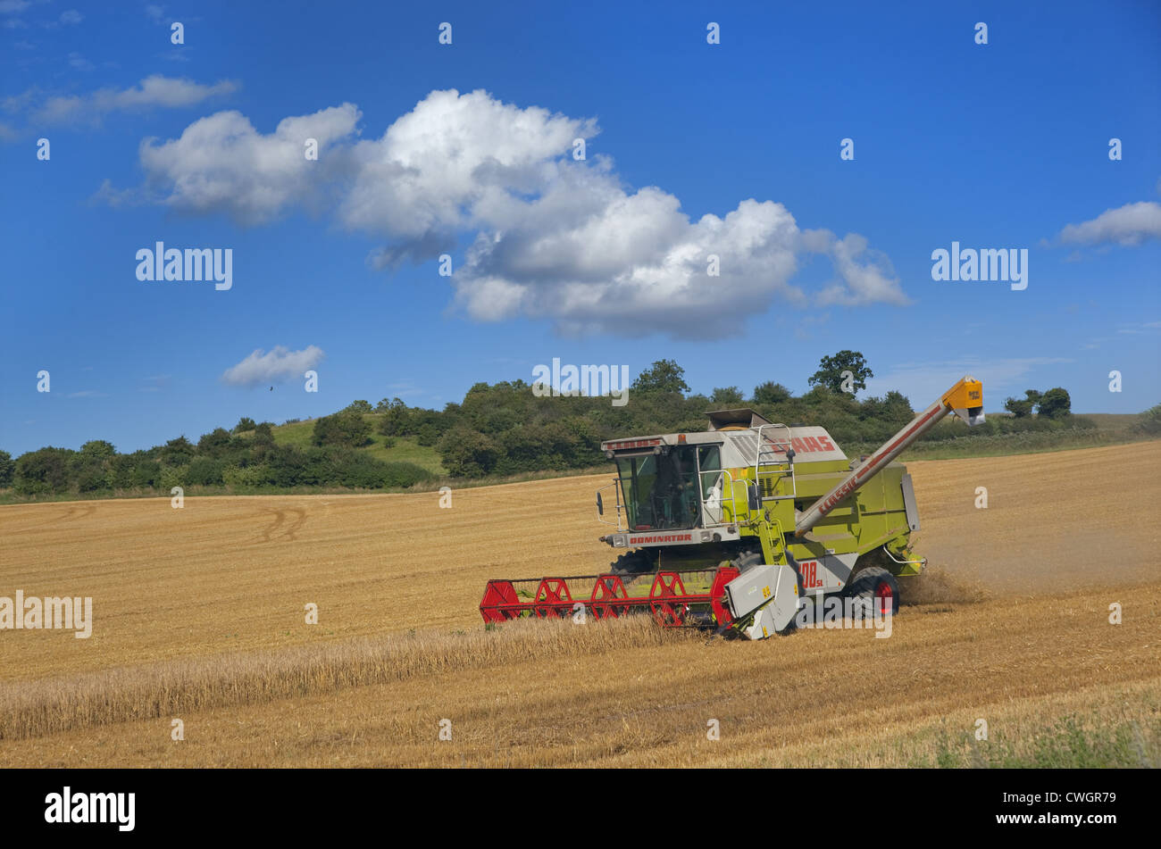 Mähdrescher schneiden Weizen Norfolk August Stockfoto