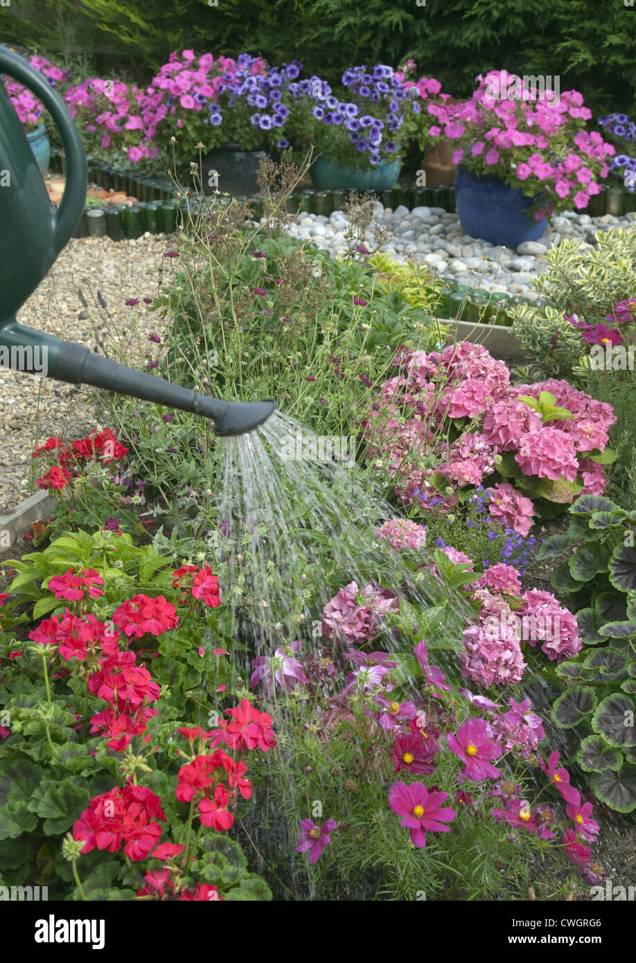 Bewässerung Blumen im Sommer Stockfoto