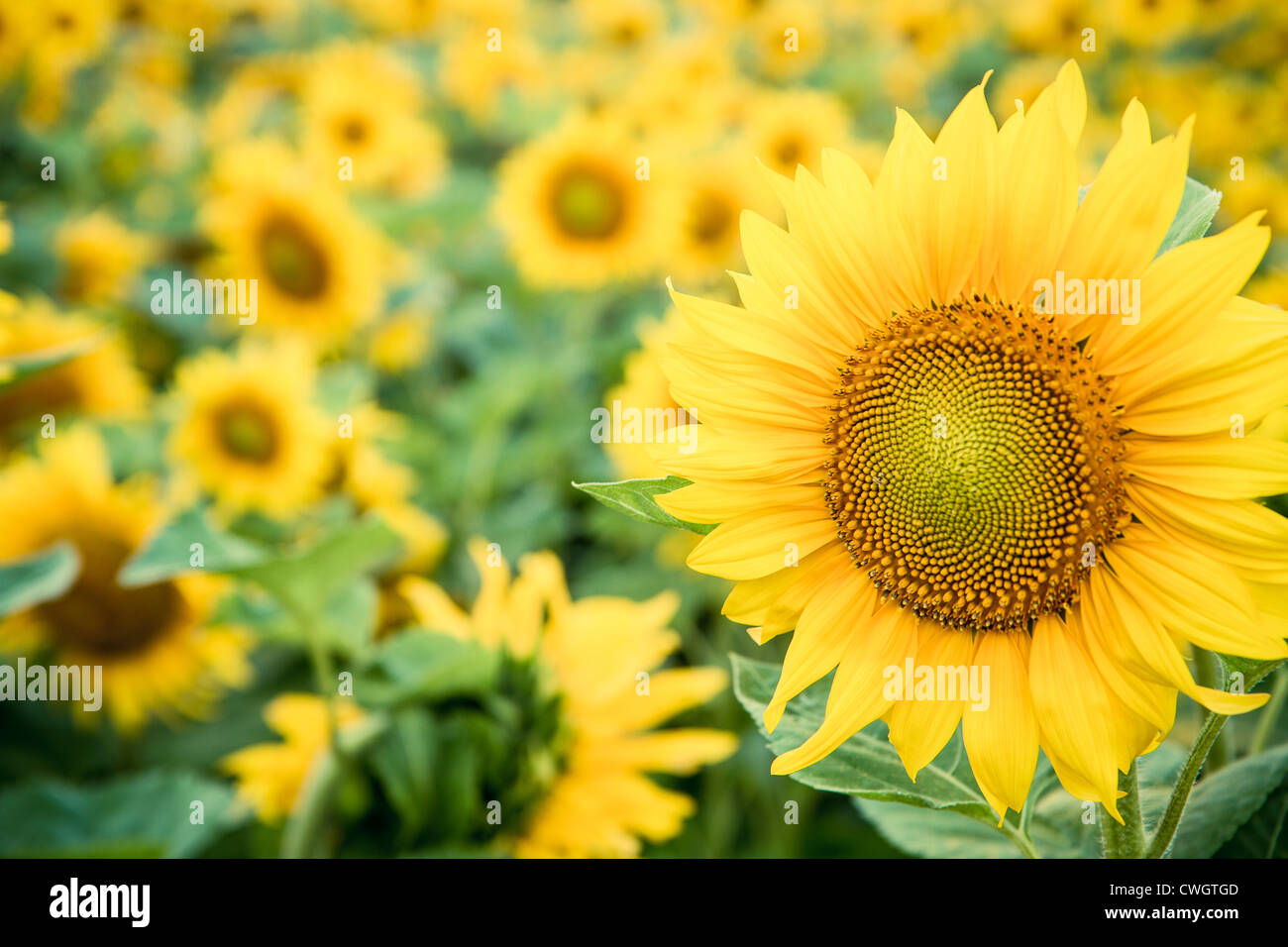 Ein Feld von Sonnenblumen mit einem nah an der Kamera Stockfoto