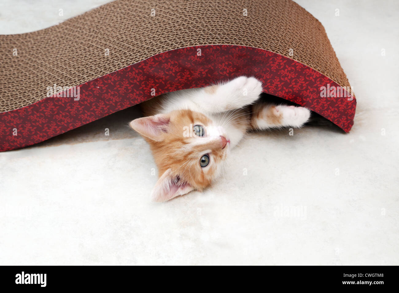 Ingwer und weiße Kätzchen spielen mit Scratch n'Shapes A Art von kratzen Post hergestellt mit Recyclingpapier Stockfoto