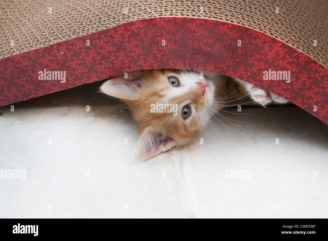 Ingwer und weiße Kätzchen spielen mit Scratch n'Shapes A Art von kratzen Post hergestellt mit Recyclingpapier Stockfoto