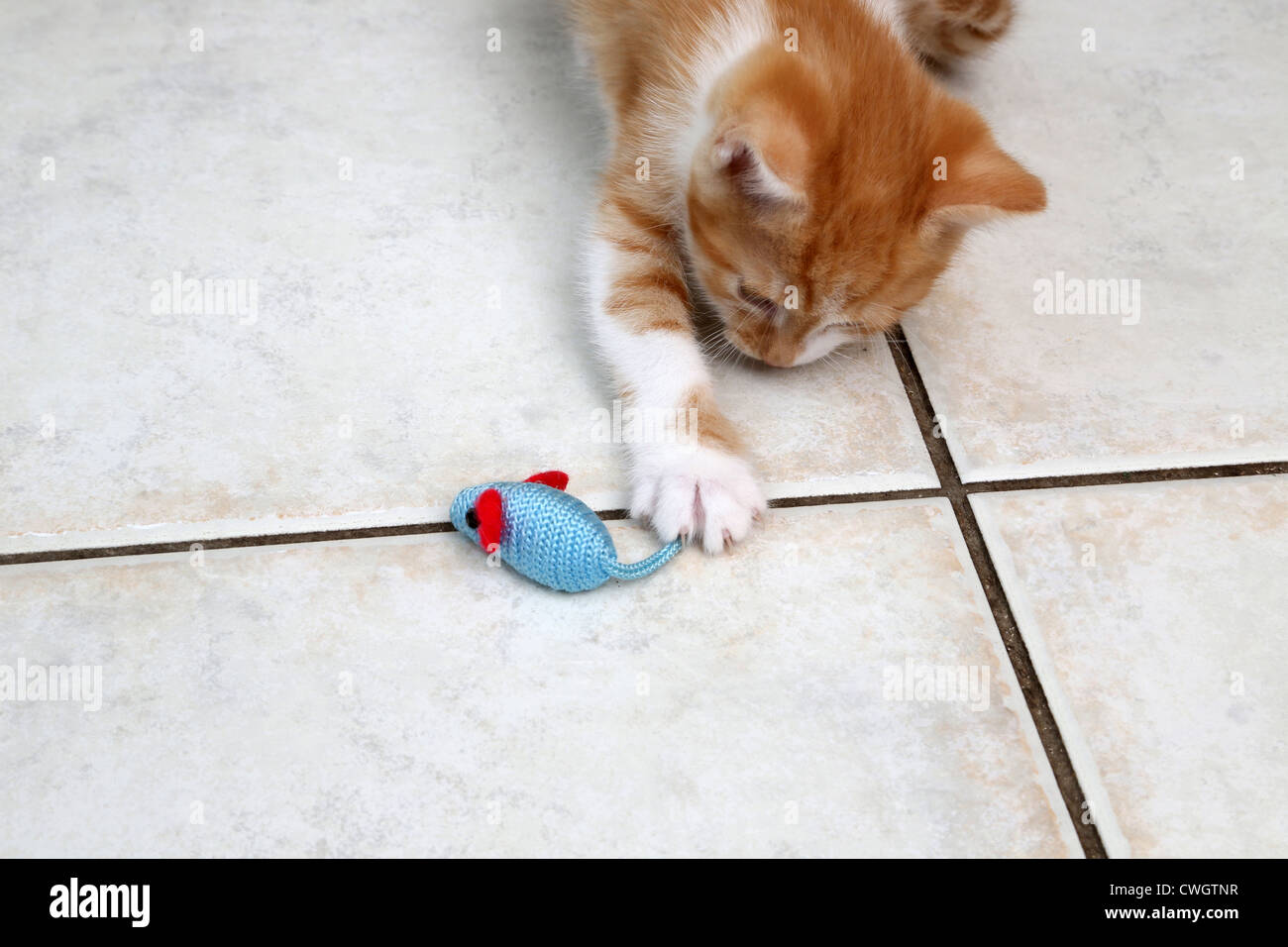 Ingwer und weiße Kätzchen spielen mit einem Spielzeug-Maus Stockfoto