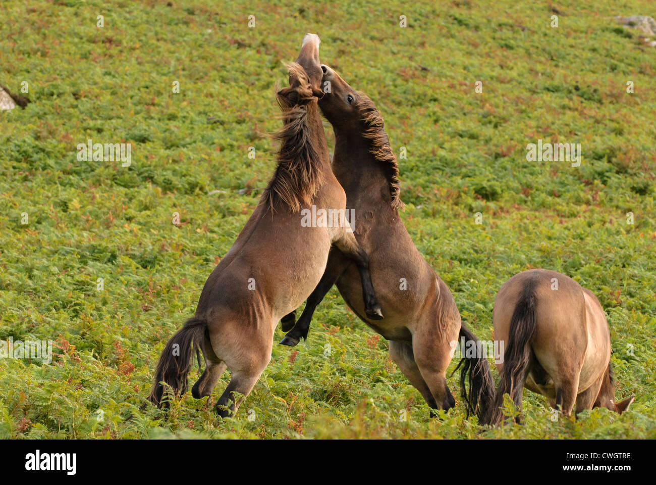 Exmoor Ponys kämpfen im Exmoor National Park, Devon, England Stockfoto