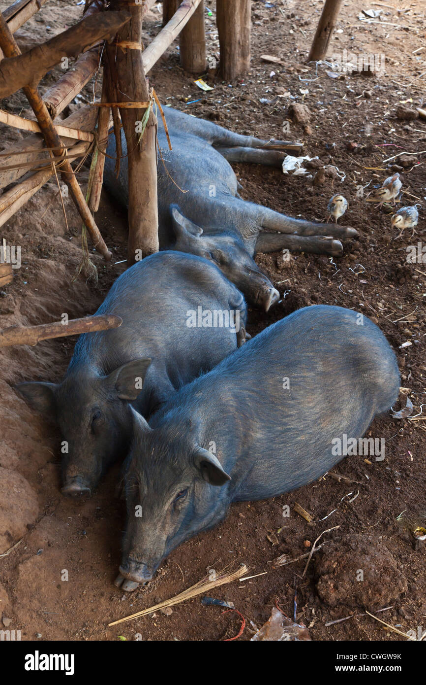 Schweine sind Bestandteil der Ernährung in einem AKHA Dorf in der Nähe von KENGTUNG oder KYAINGTONG - MYANMAR Stockfoto