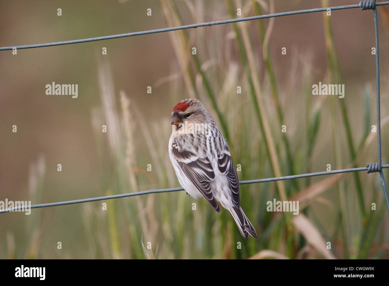 Hornemann der Arktis Redpoll Zuchtjahr Hornemanni Hornemanni, Shetland, Scotland, UK Stockfoto