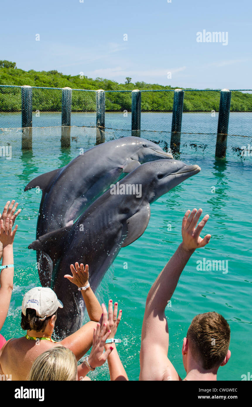 Dolphin Park begegnen in Buena Vista-UNESCO-Biosphären-Reservat, Buena Vista Bay, Cayo Santa Maria, Kuba. Stockfoto