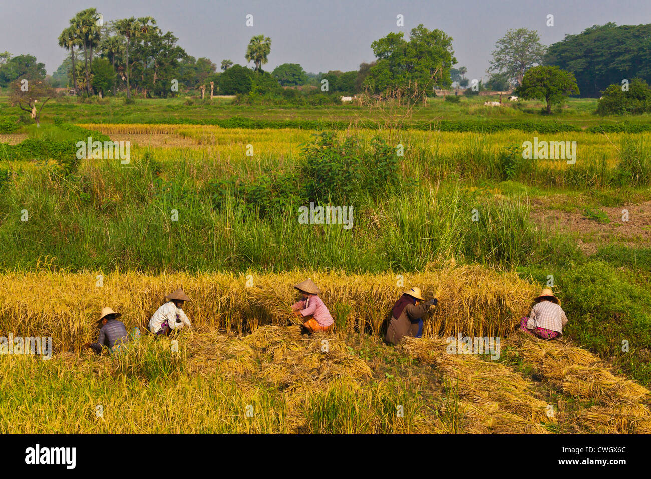 Bauern ernten Reis in historischen INWA diente als die Birmanen Königreiche Hauptstadt seit 400 Jahren - MYANMAR Stockfoto