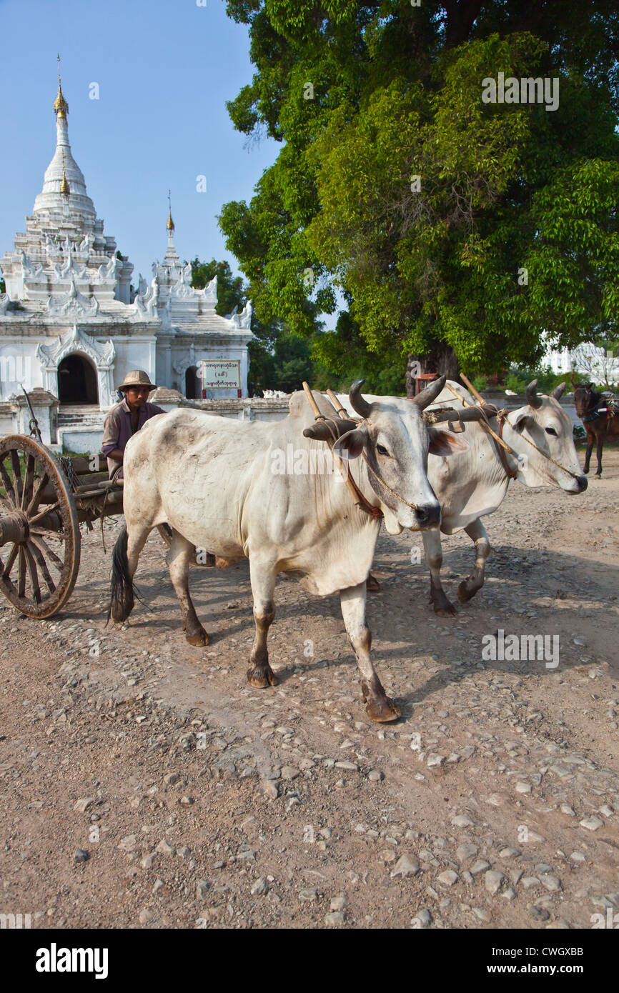 OCHSENKARREN und buddhistischen Schrein in historischen INWA diente als die Birmanen Königreiche Hauptstadt seit 400 Jahren - MYANMAR Stockfoto