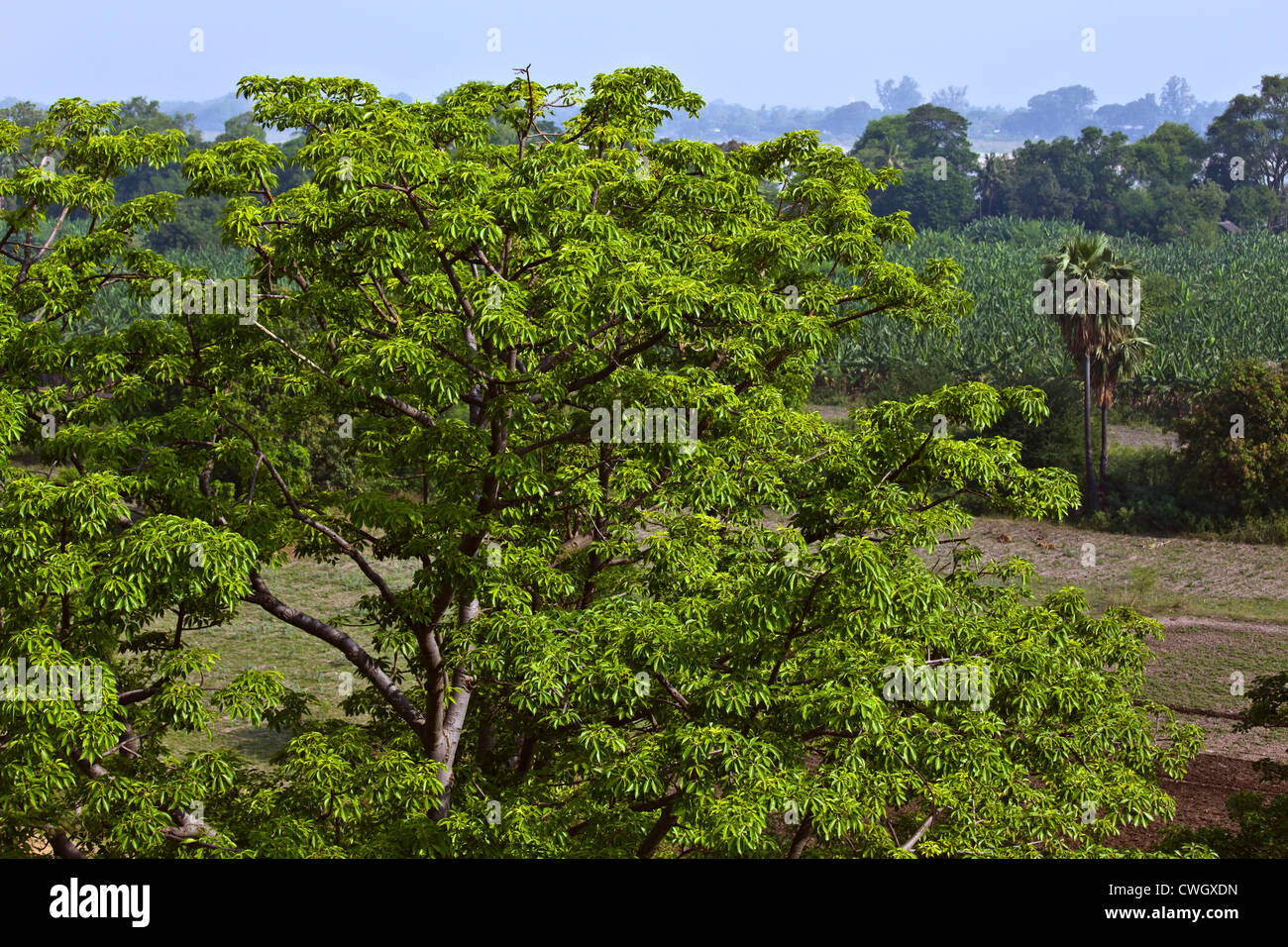 Baum und landwirtschaftlich genutzten Flächen in historischen INWA diente als die Birmanen Königreiche Hauptstadt seit 400 Jahren - MYANMAR Stockfoto