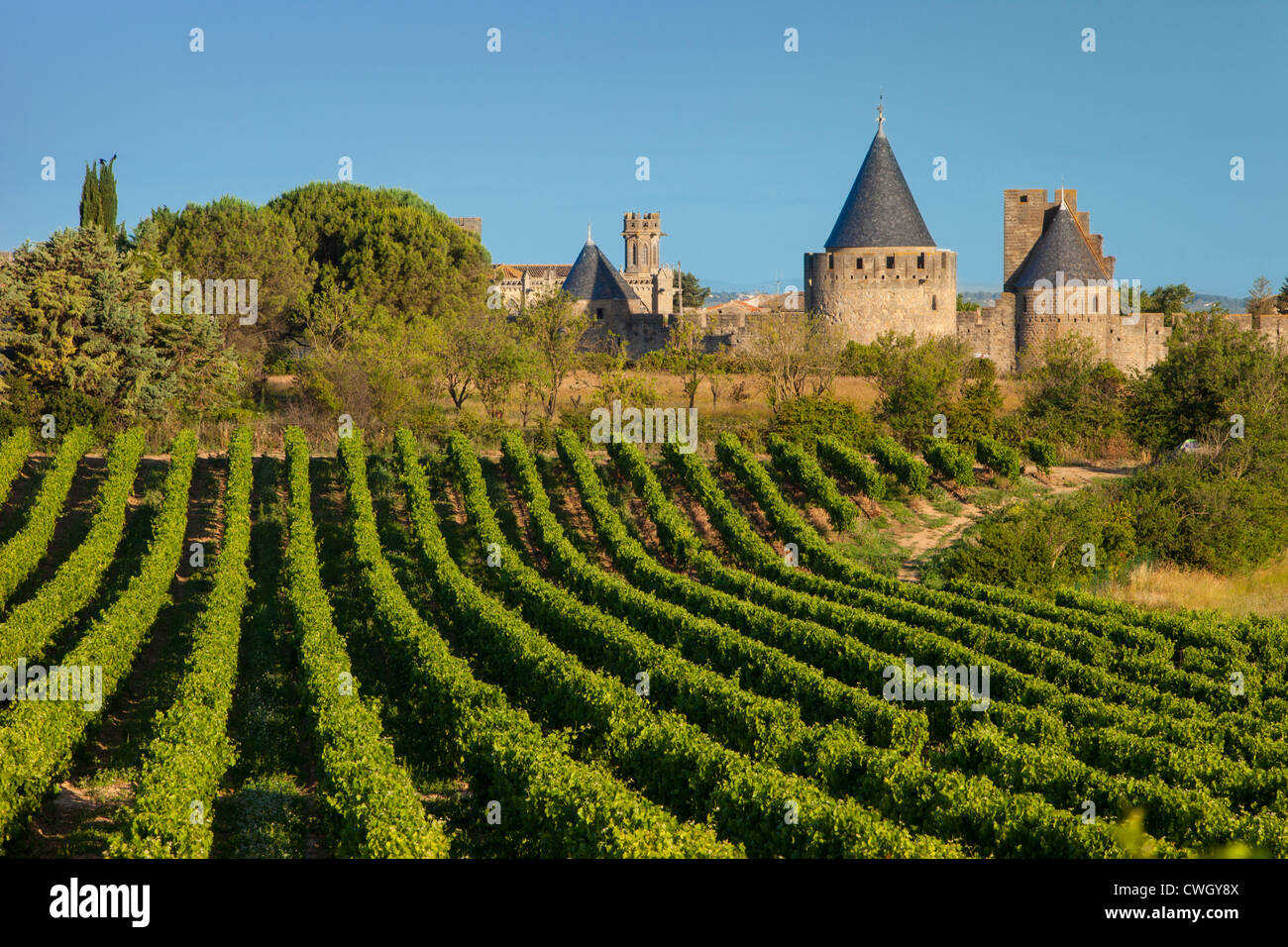 Morgengrauen in einem Weinberg mit Blick auf la Cité Carcassonne, Languedoc-Roussillon, Frankreich Stockfoto