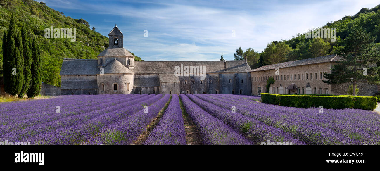 Reihen von Lavendel führen zur Abbaye de Senanque in der Nähe von Gordes im Luberon, Provence, Frankreich Stockfoto