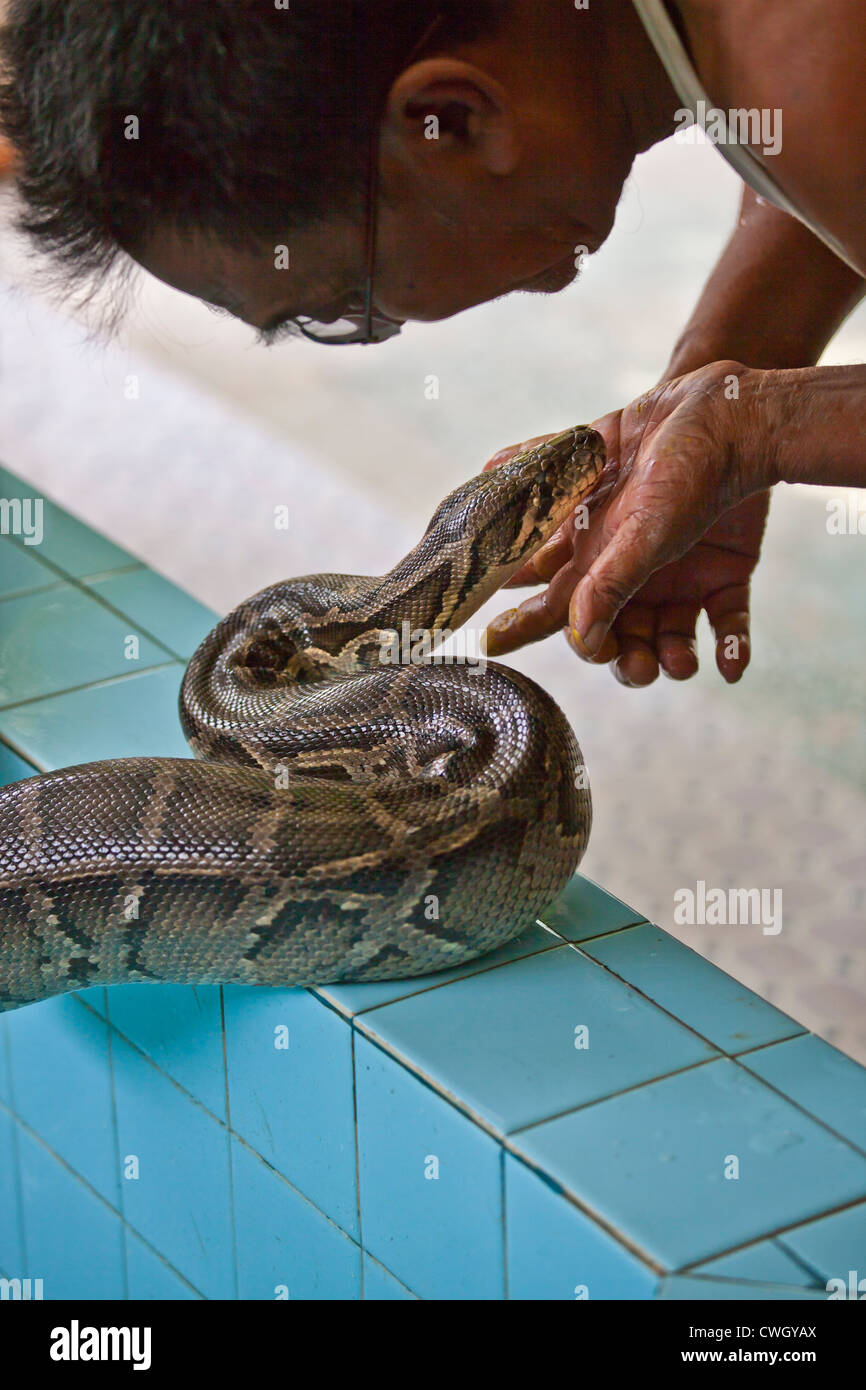 YADANA LABAMUNI HSU TAUNG PYE PAYA oder die Schlange Pagode in PALEIK ist berühmt für seine Heiligen BIRMANISCHEN PYTHONS - MANDALAY, MYANMAR Stockfoto