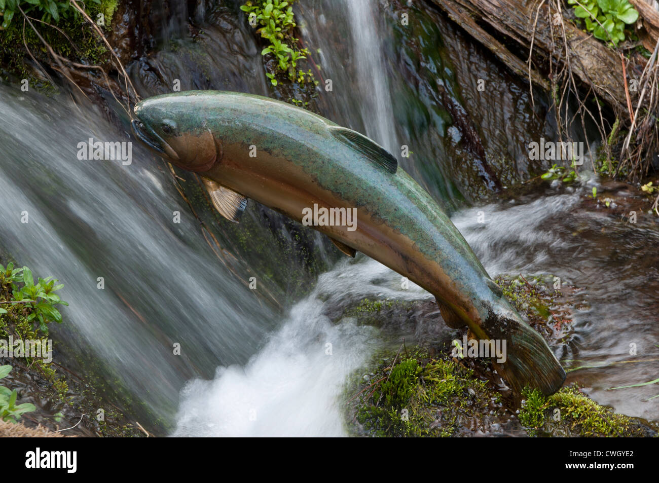 Bronze Kunstwerk ein Steelhead Forellen in einem Bach zu High Desert Museum in der Nähe von Bend, Oregon. Stockfoto