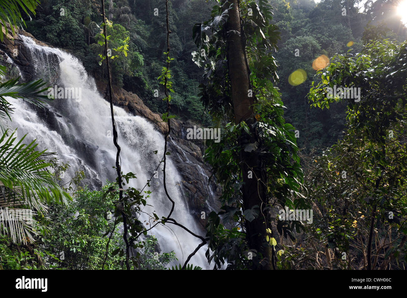 Ein Wasserfall in einem Wald in Kerala, Indien Stockfoto