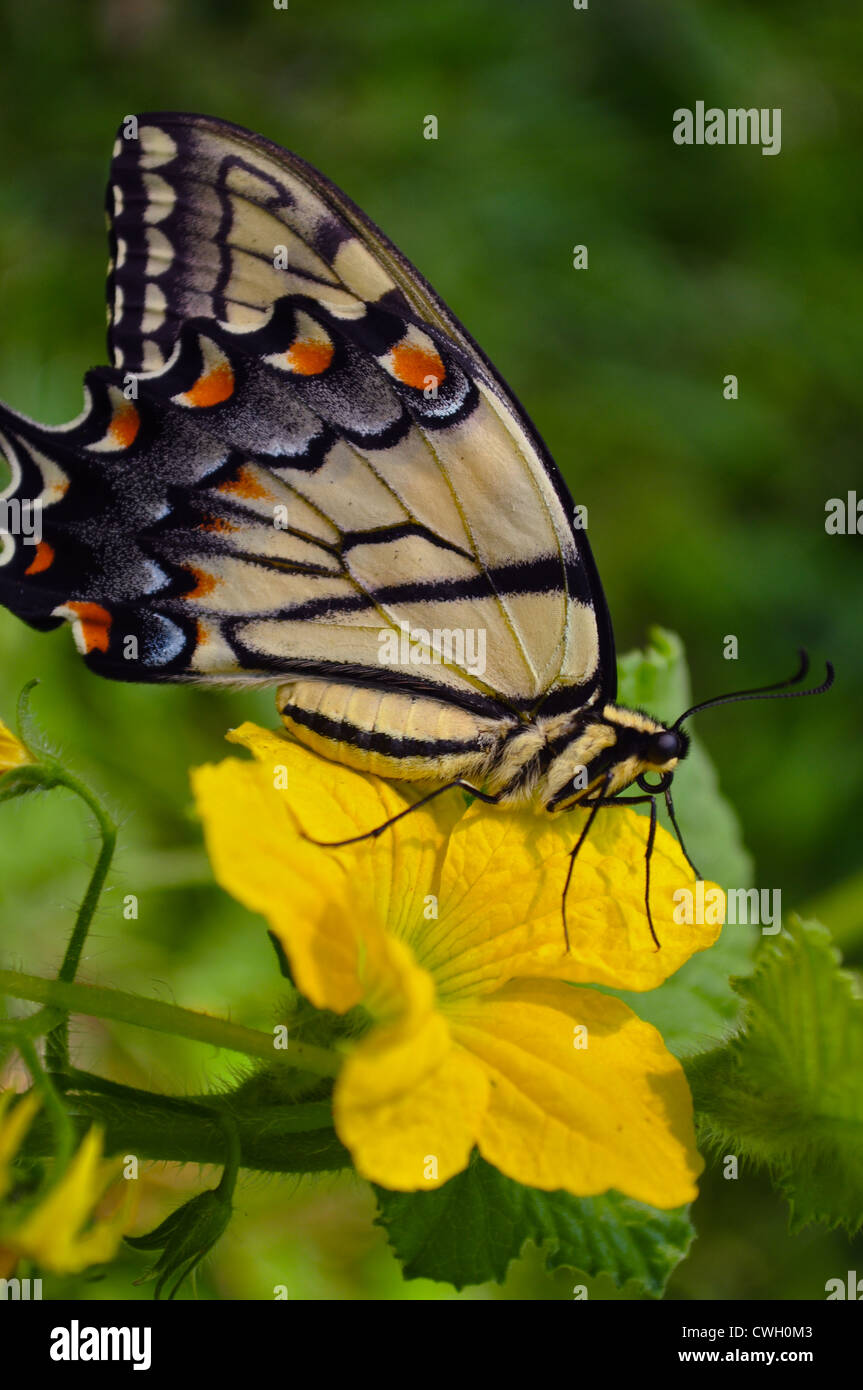 Östliche Tiger Schwalbenschwanz Schmetterling (Papilio Glaucus) auf einer Wasser-Melone-Blüte Stockfoto