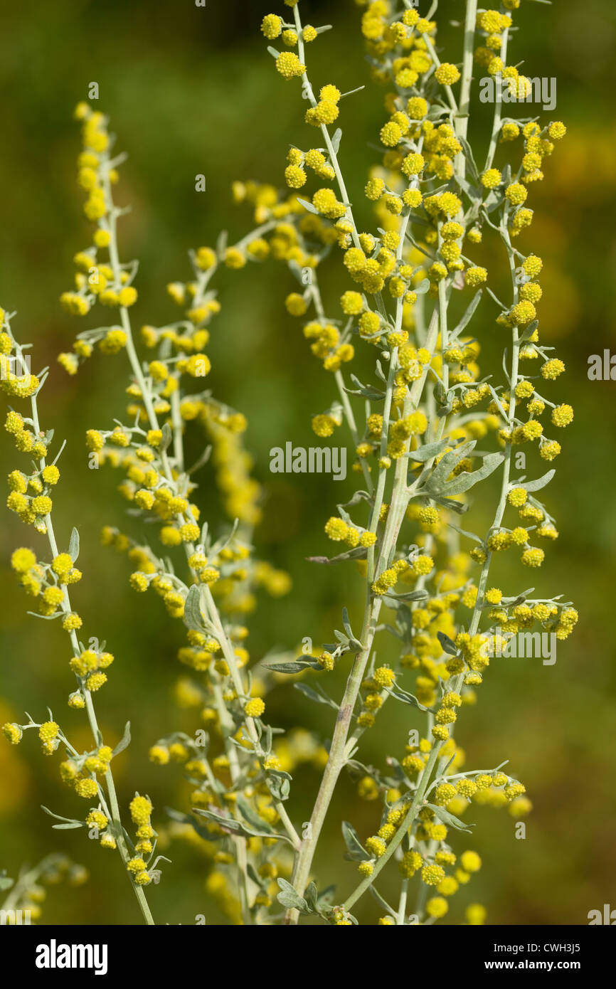gelbe Blume Wermut Artemisia Absinthium auf Wiese ...