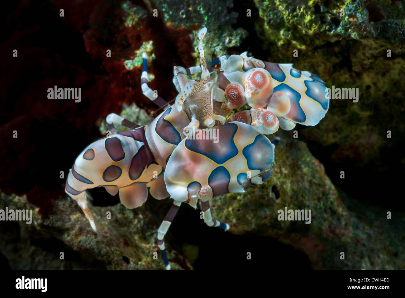 Porträt Harlekin Garnelen Hymenocera Elegans schließen sich Nahaufnahme Makro Makro Harlekin-Garnelen Harlekin Riff isst Seesterne Leben al Stockfoto