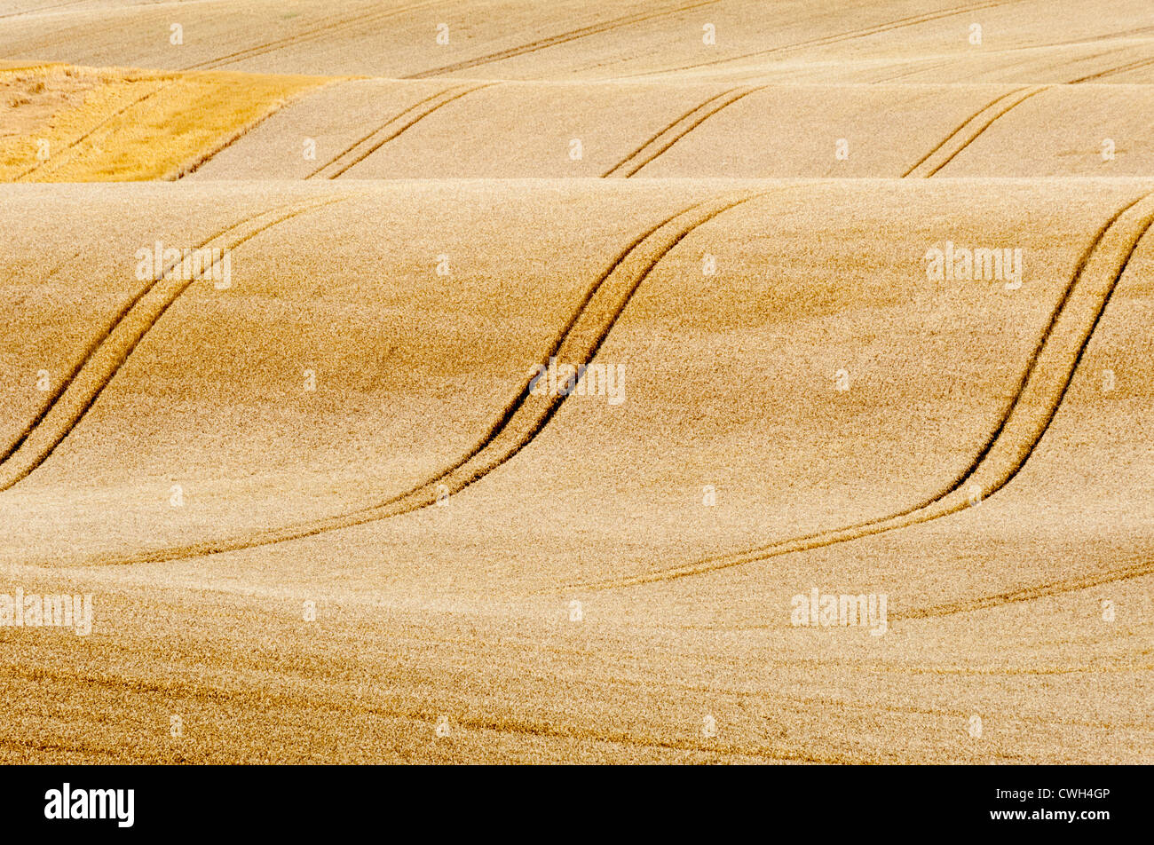 Eine hügelige Landschaft im Vereinigten Königreich mit goldener Weizen kurz vor der Ernte, zeigt Straßenbahnlinien für Landmaschinen Stockfoto
