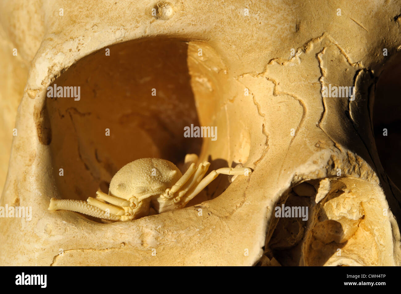 Skelett einer Krabbe in einem Auge des menschlichen Schädels Stockfoto