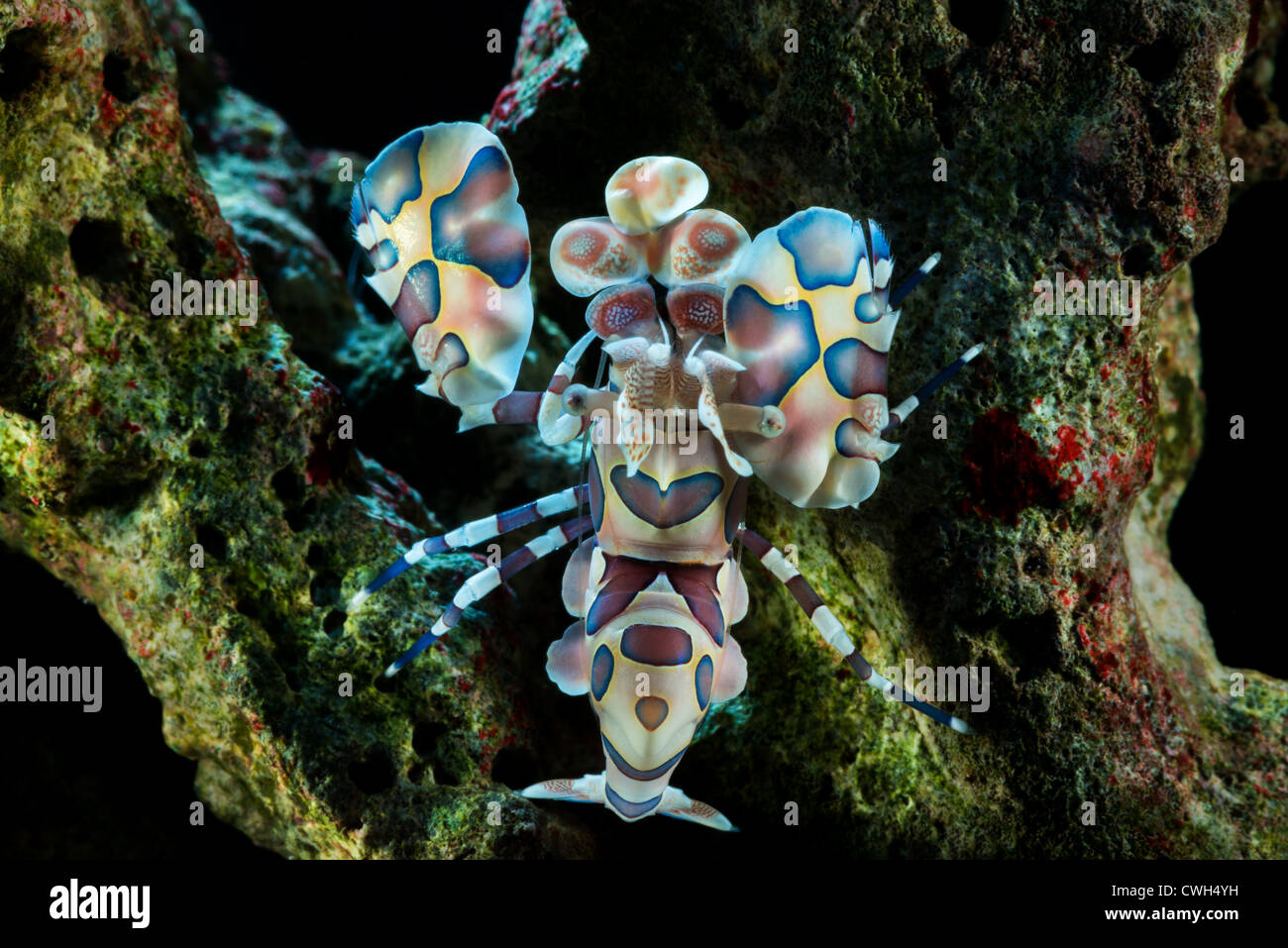 Porträt Harlekin Garnelen Hymenocera Elegans schließen sich Nahaufnahme Makro Makro Harlekin-Garnelen Harlekin Riff isst Seesterne Leben al Stockfoto