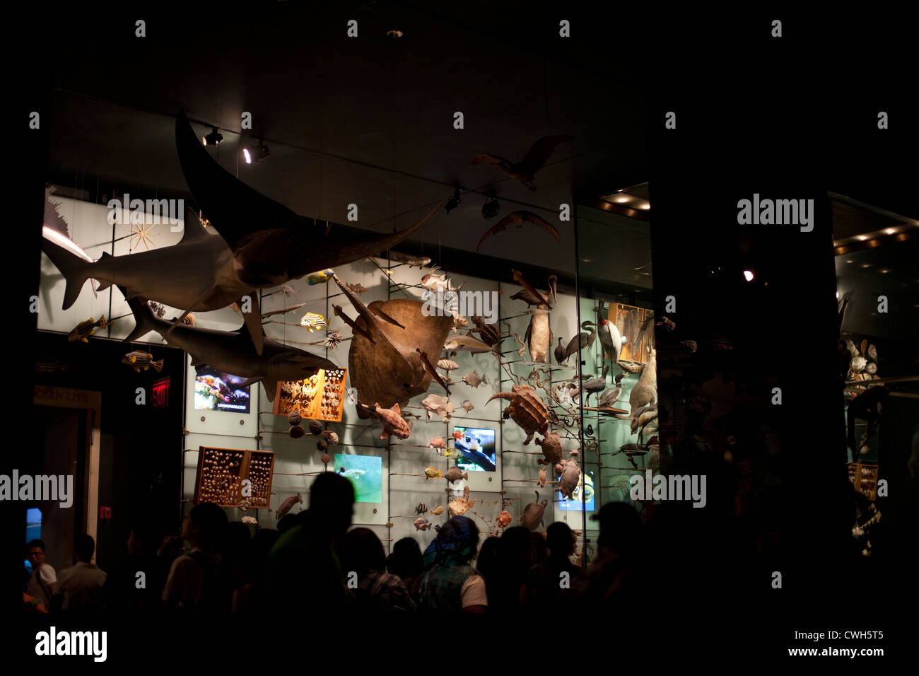 Tierpräparate am American Museum of Natural History. Stockfoto