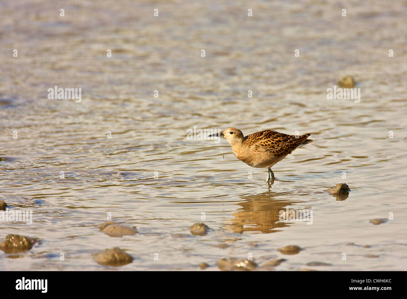 Kampfläufer (Philomachus Pugnax) neben trinken in den Esturary der Juvinile-Kampfläufer ernährt auch, als Anschlag über Herbstzug. Stockfoto