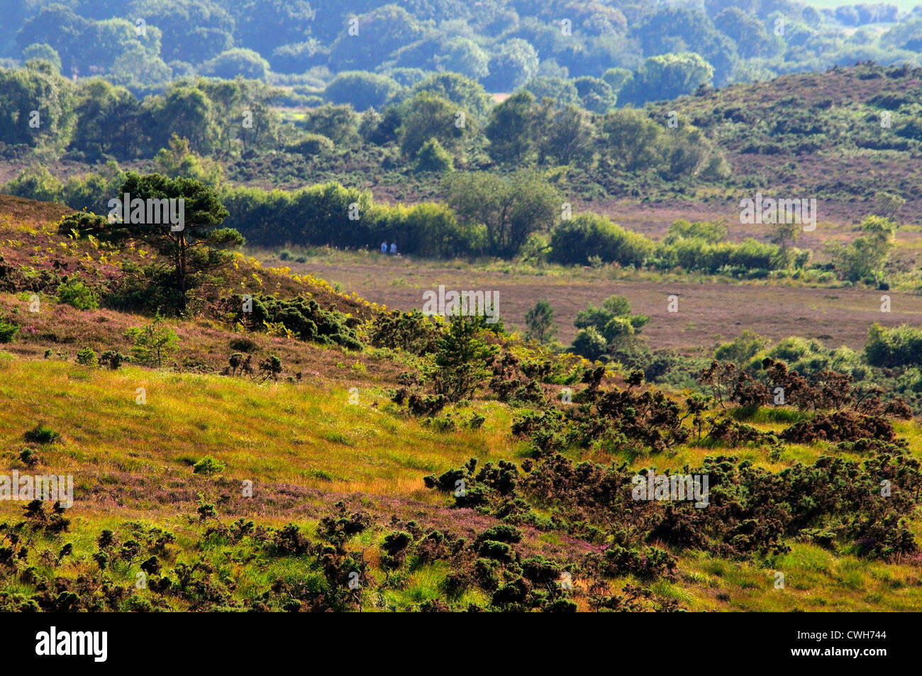 Ein Blick auf Winfrith Heath, einer DWT Natur Reserve UK Stockfoto