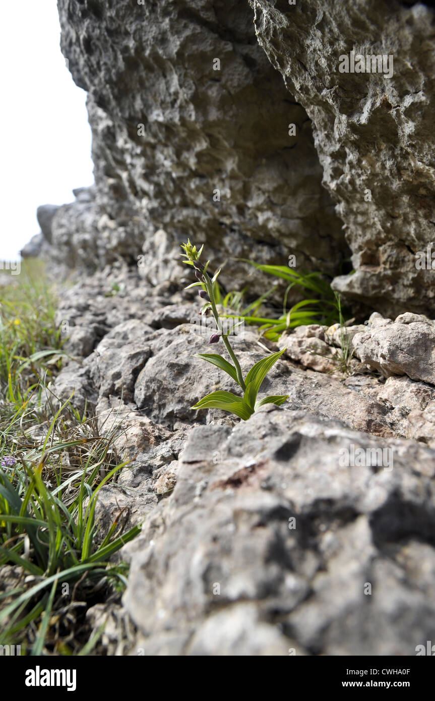 Dunkle rote Helleborine Stockfoto