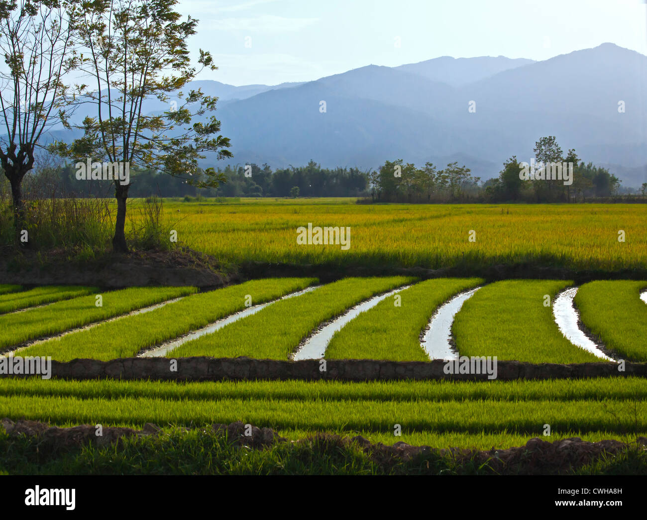 Das fruchtbare Tal rund um KENGTUNG oder KYAINGTONG dient für den Reisanbau - MYANMAR Stockfoto