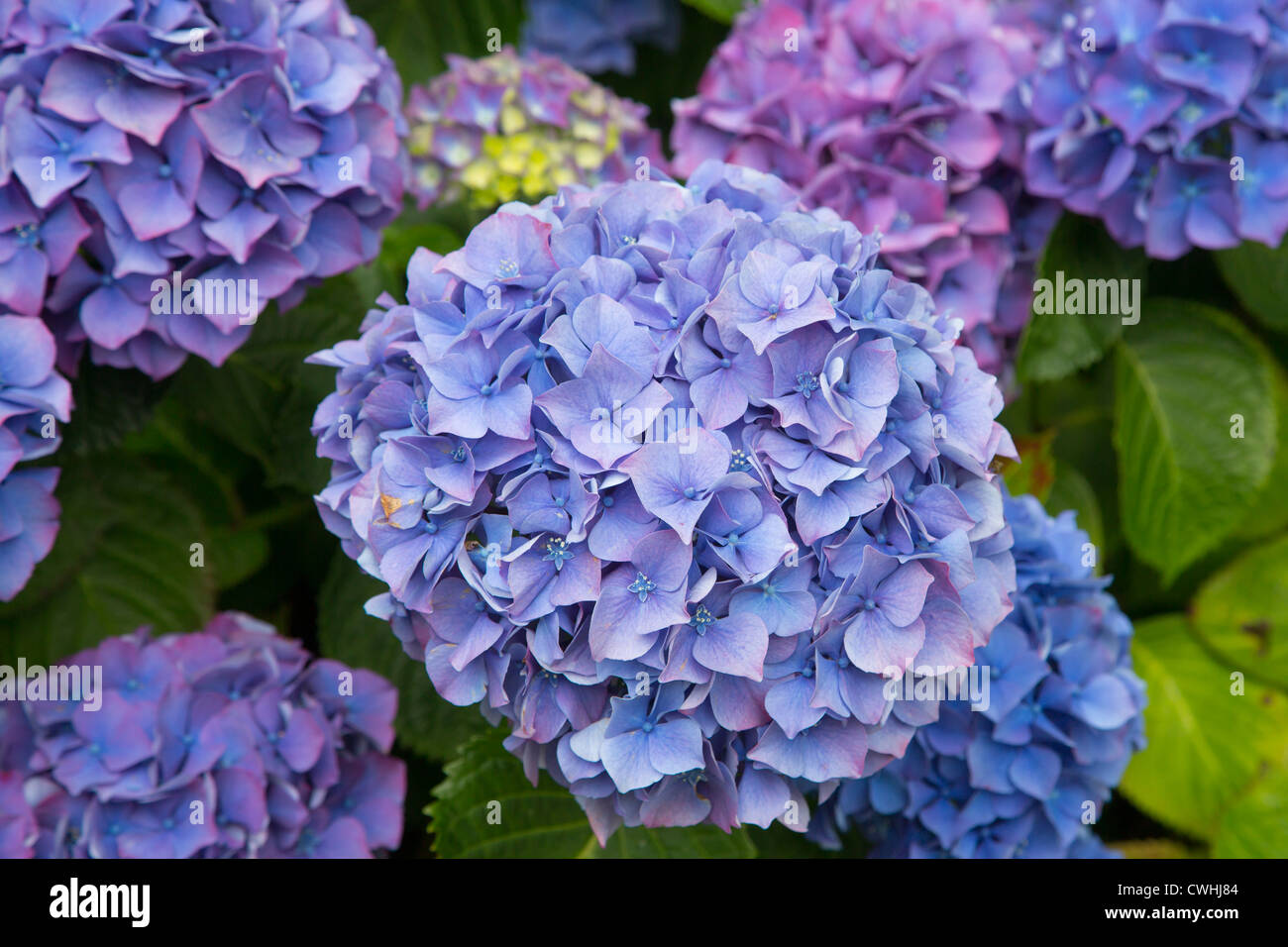 Blaue Hortensie Blumen uk Stockfoto