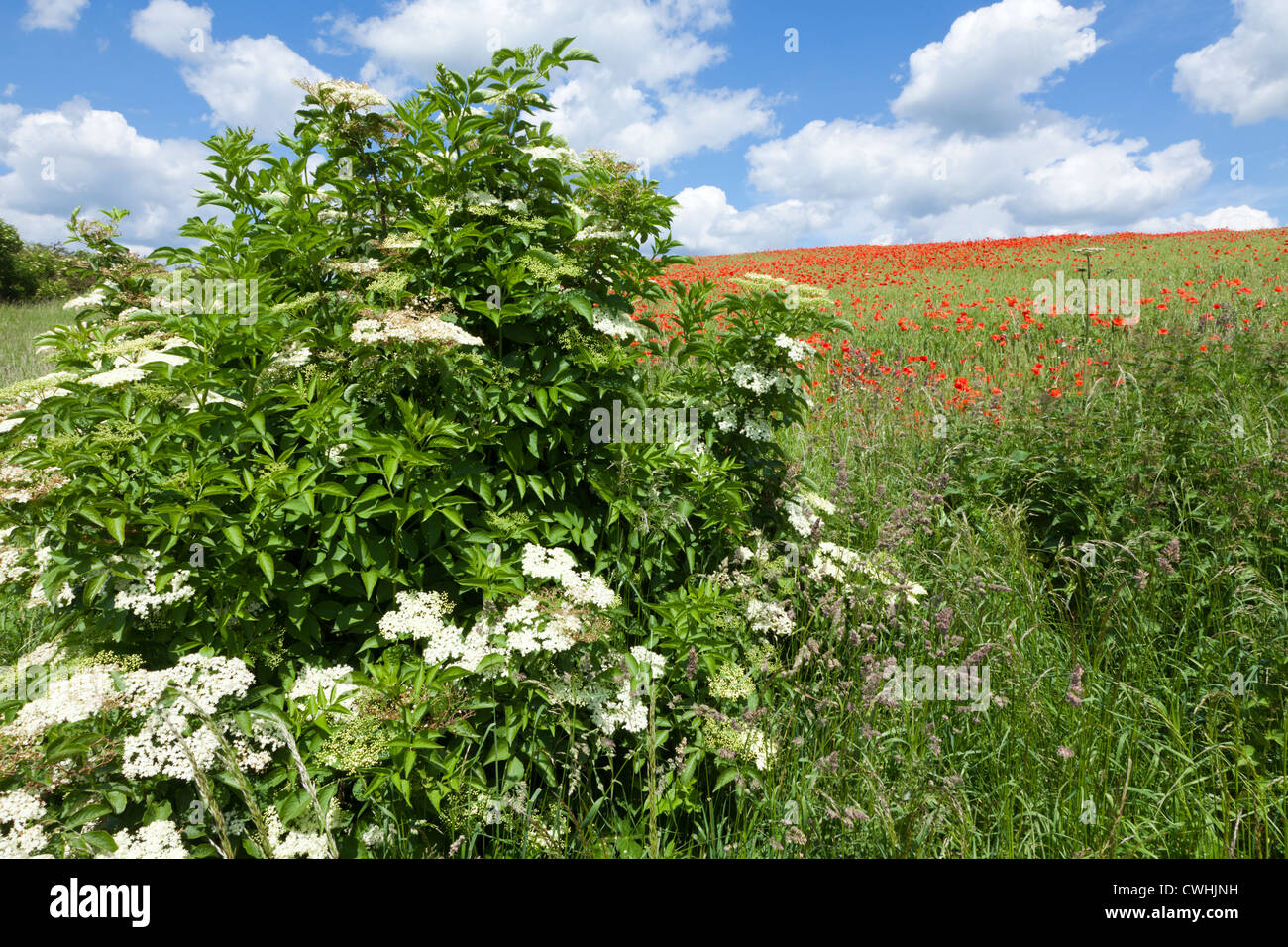 Holunderblüten und Mohn in einem Feld von Weizen in der Nähe der Cotswold Dorf von Great Barrington, Gloucestershire, UK Stockfoto