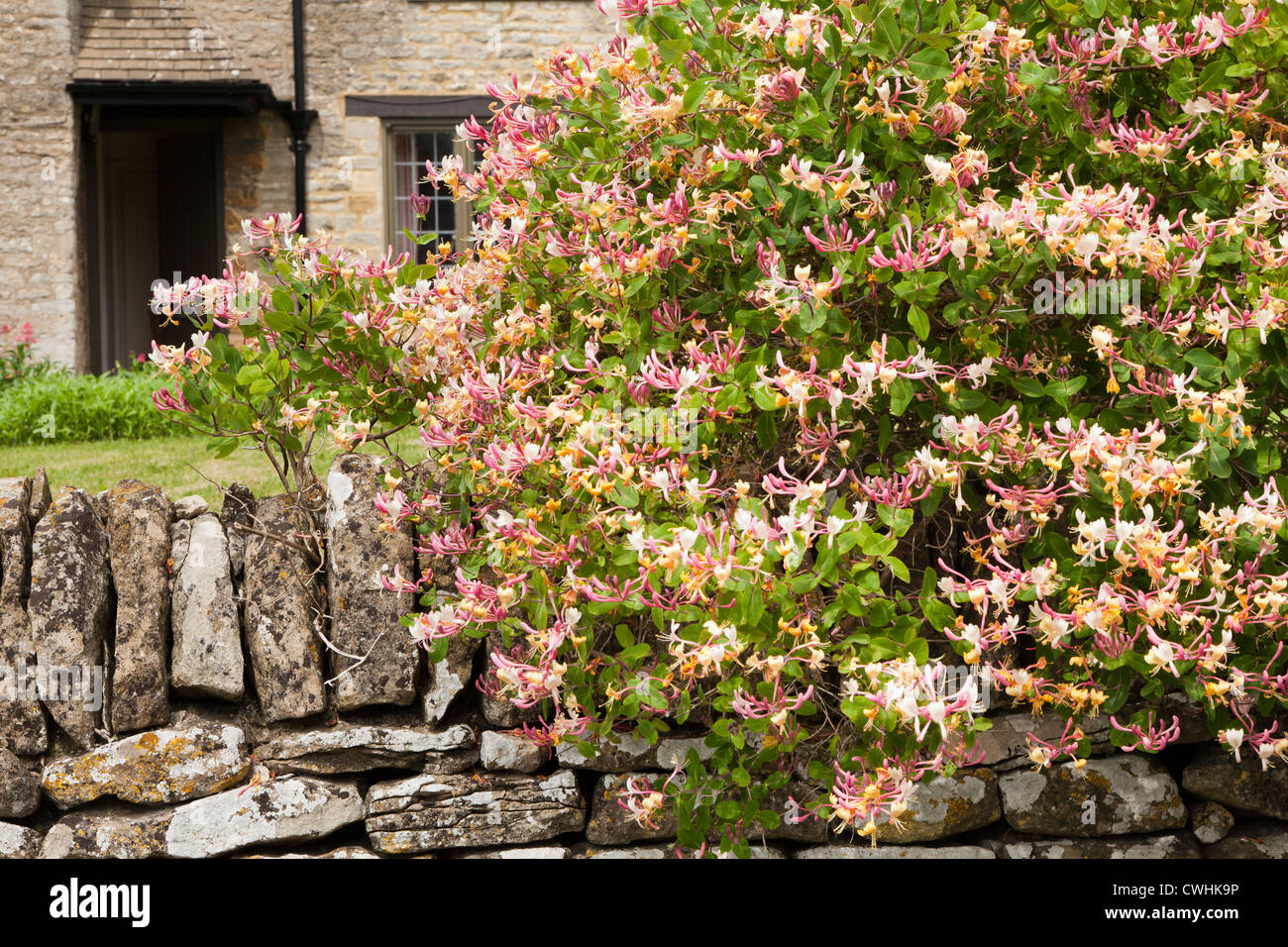 Geißblatt blüht in einen Bauerngarten in Cotswold Dorf von Great Barrington, Gloucestershire, UK Stockfoto