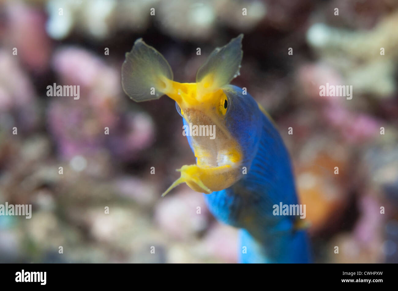 Eine männliche Blue Ribbon Eel an einem Riff in Nord-Sulawesi. Stockfoto