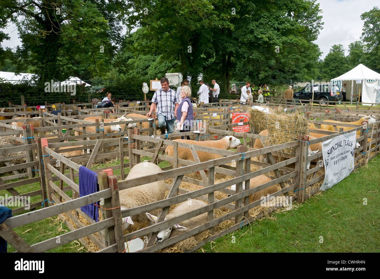 Schafe in Stiften bei Thornton le Dale Show im Sommer North Yorkshire England Vereinigtes Königreich GB Großbritannien Stockfoto