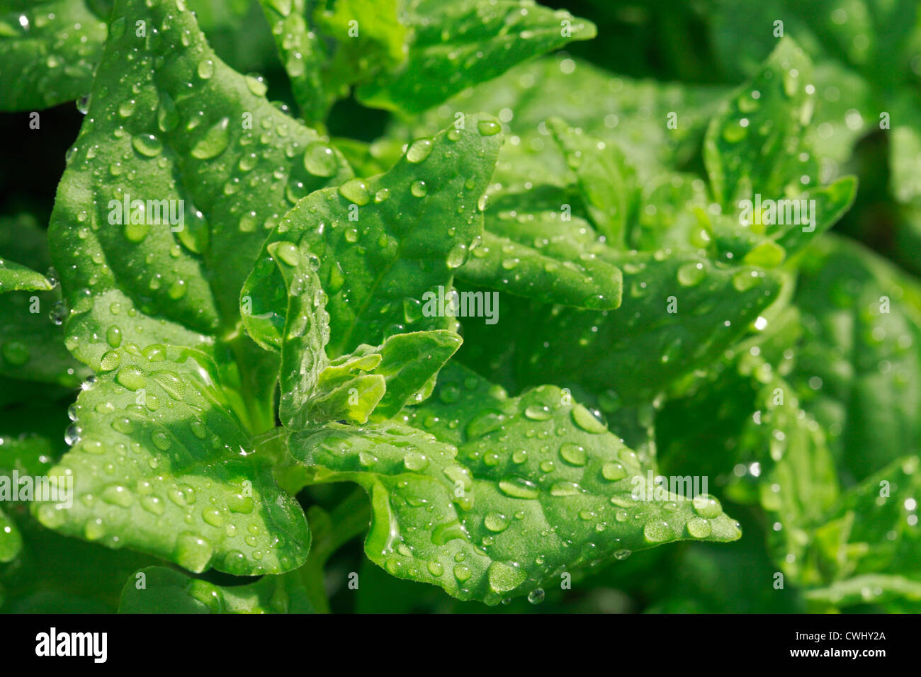 Nahaufnahme von Spinat Blättern bedeckt mit Regentropfen Stockfoto