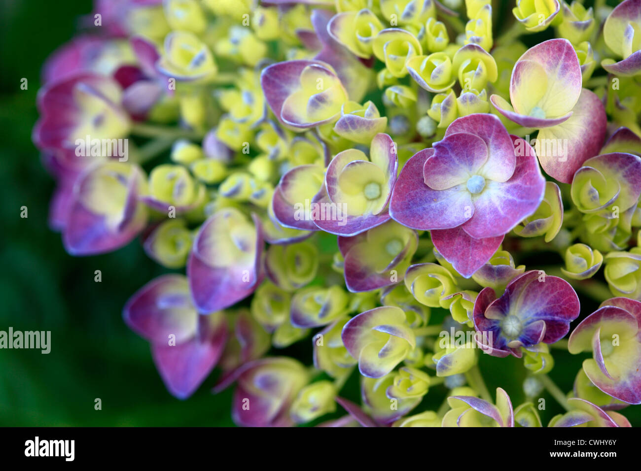 Makroaufnahme einer Blume Hortensie Stockfoto