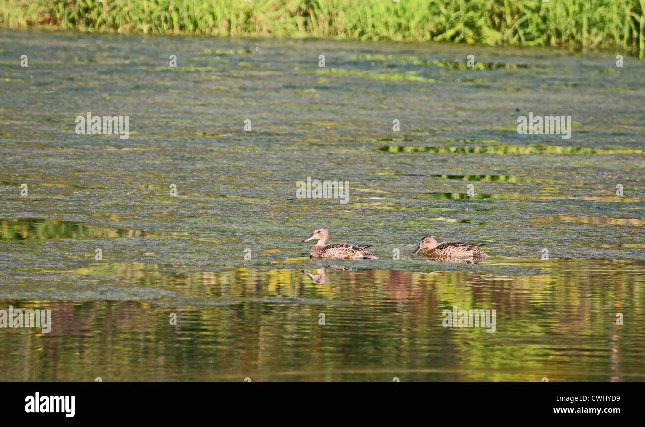 Zwei Gadwall Enten schwimmen in einem grasbewachsenen Teich. Stockfoto