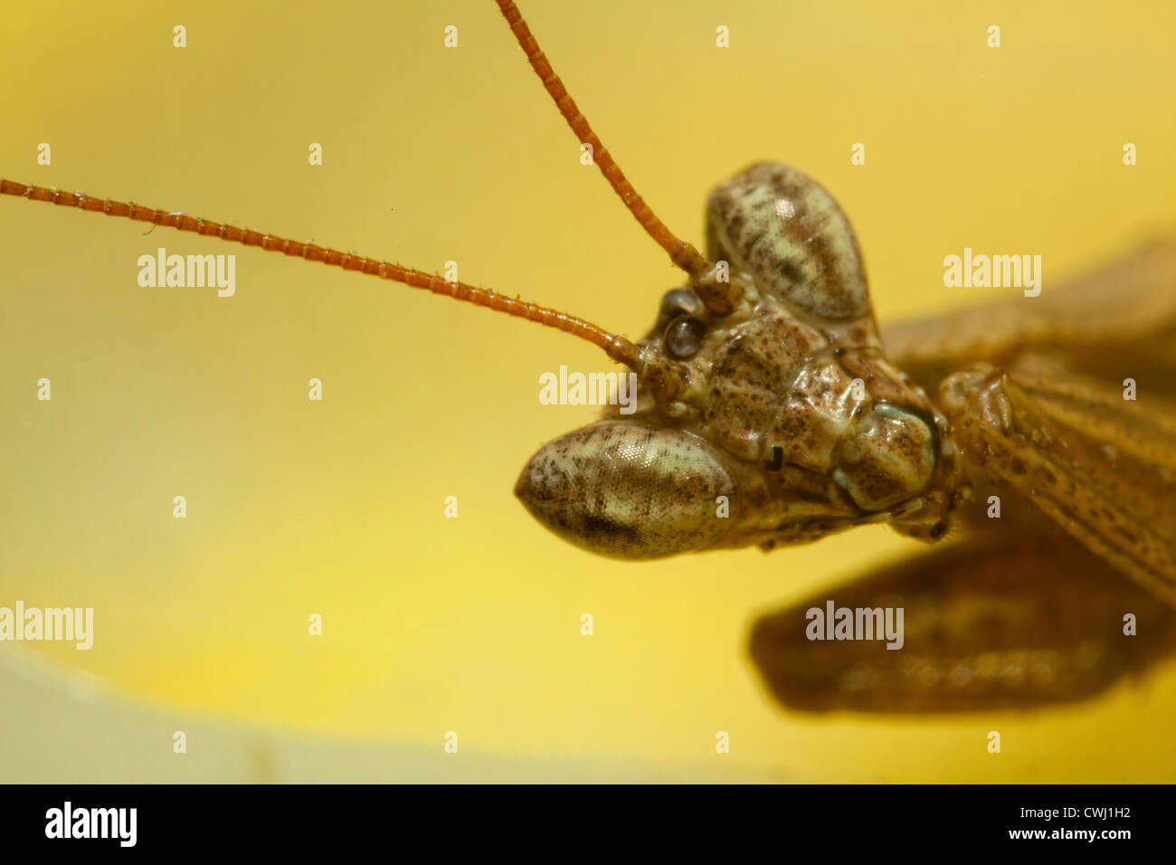 Porträtaufnahme der eine Gottesanbeterin Stockfoto