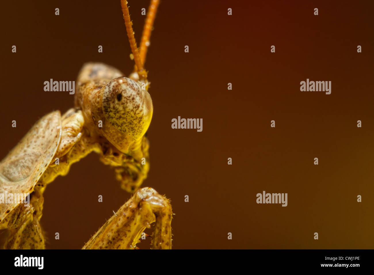 Porträtaufnahme der eine Gottesanbeterin Stockfoto