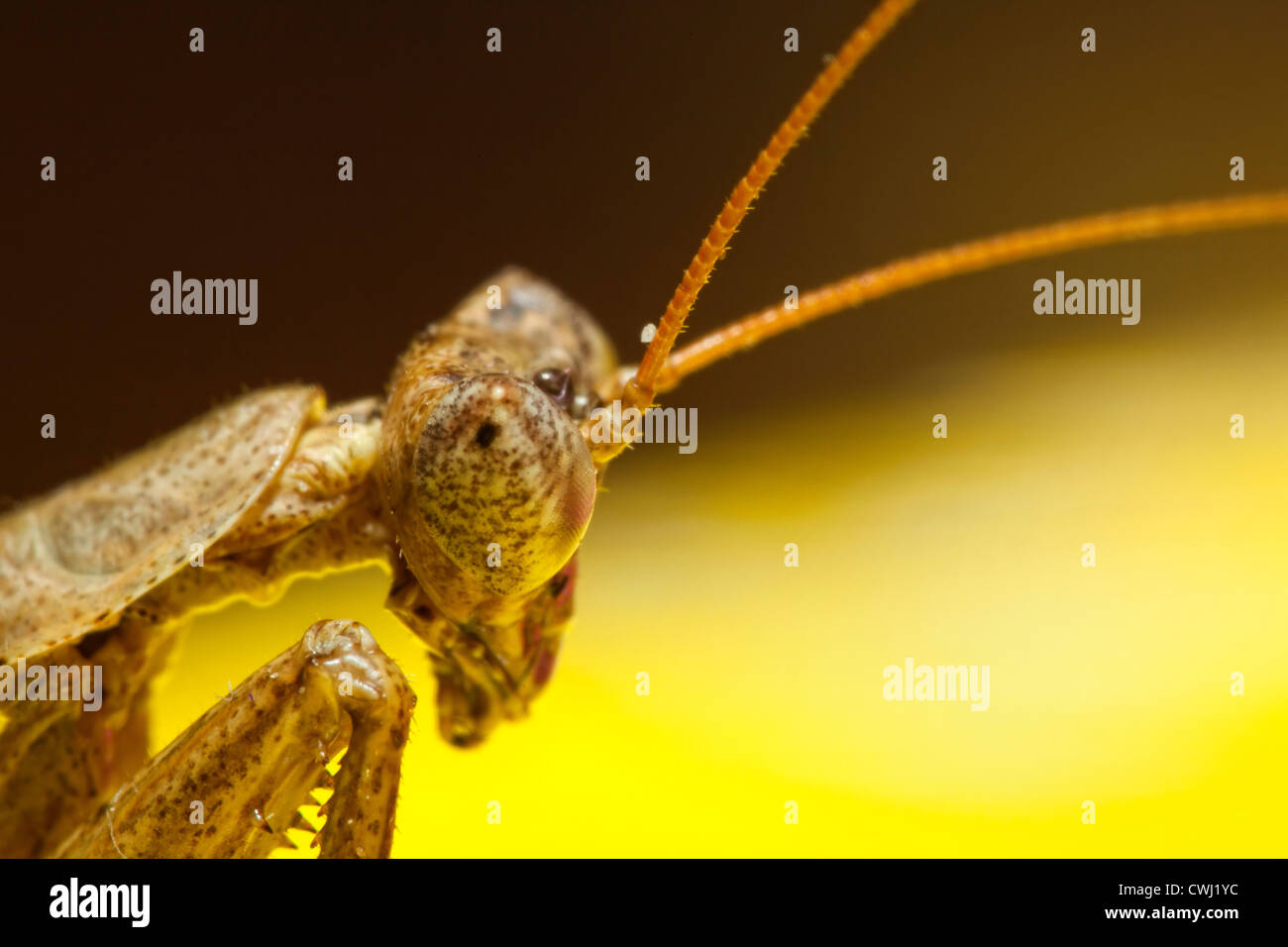 Porträtaufnahme der eine Gottesanbeterin Stockfoto