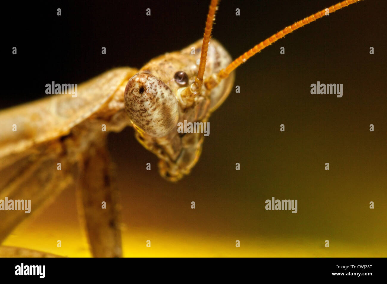 Porträtaufnahme der eine Gottesanbeterin Stockfoto