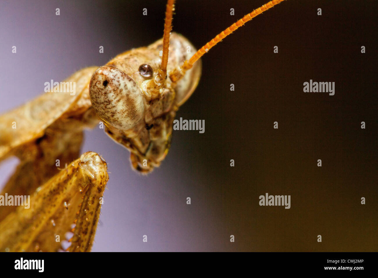 Porträtaufnahme der eine Gottesanbeterin Stockfoto