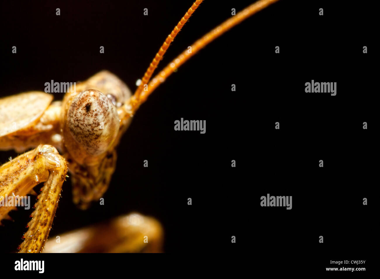 Porträtaufnahme der eine Gottesanbeterin Stockfoto