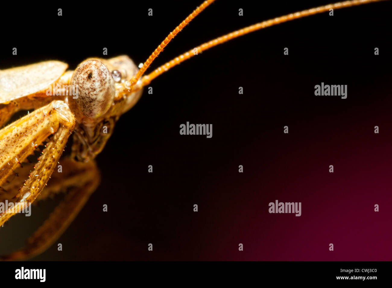 Porträtaufnahme der eine Gottesanbeterin Stockfoto