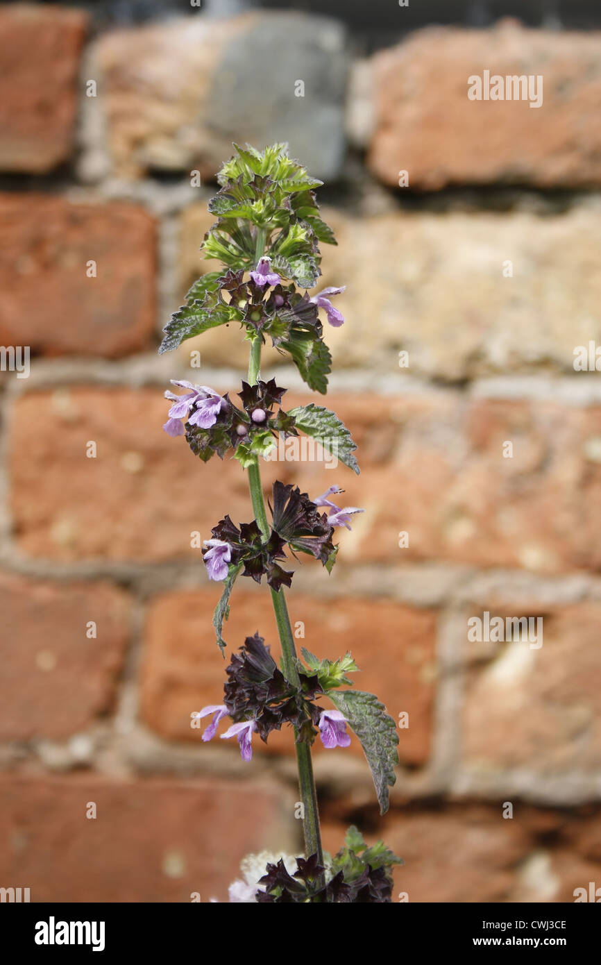 Wildes Basilikum gegen Ziegel Hintergrund Clinopodium Vulgare Retford, Nottinghamshire, England, UK Stockfoto