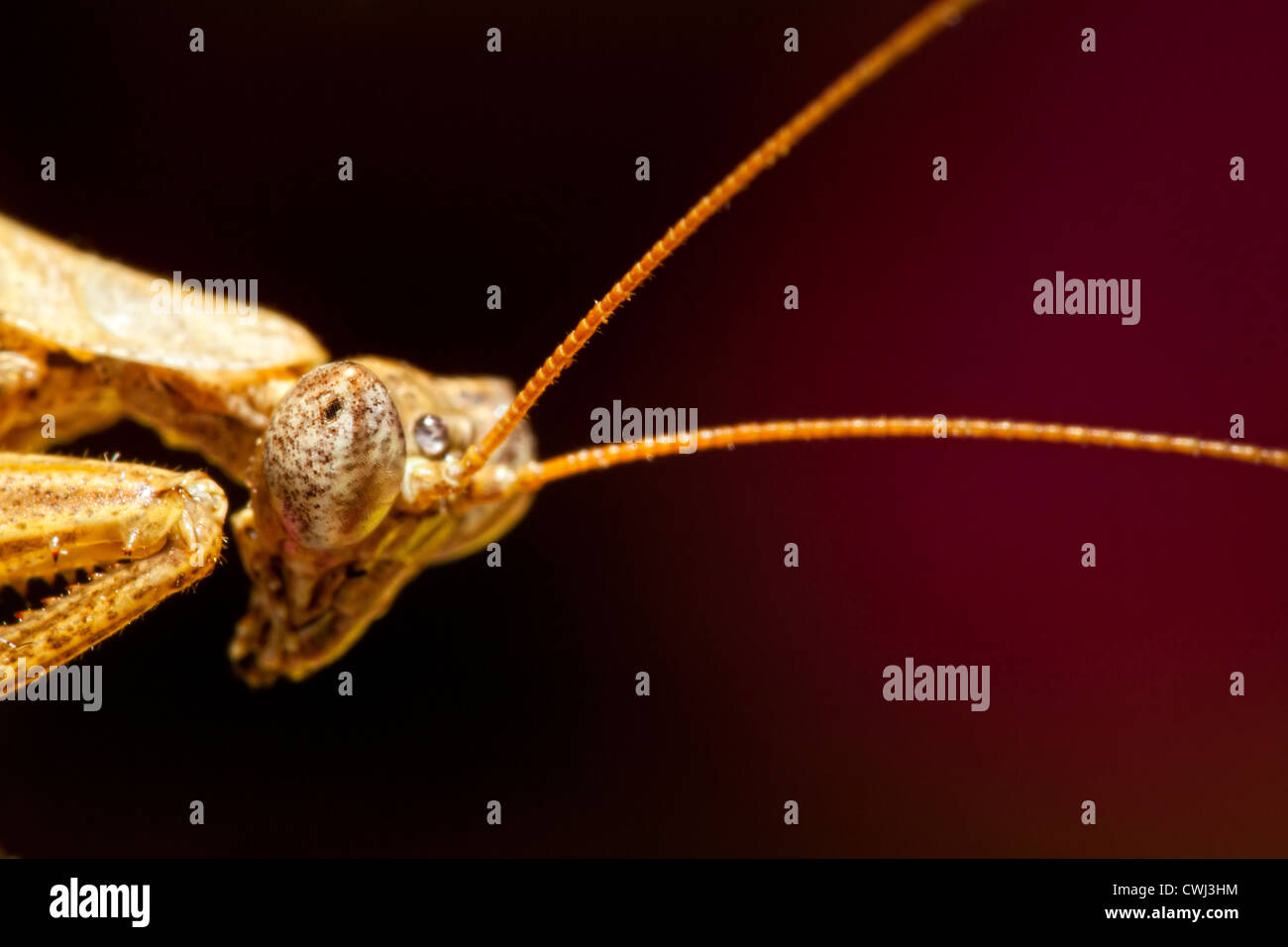 Porträtaufnahme der eine Gottesanbeterin Stockfoto