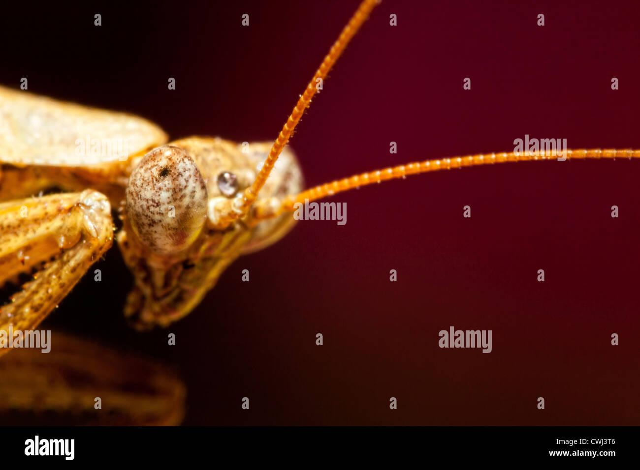 Porträtaufnahme der eine Gottesanbeterin Stockfoto